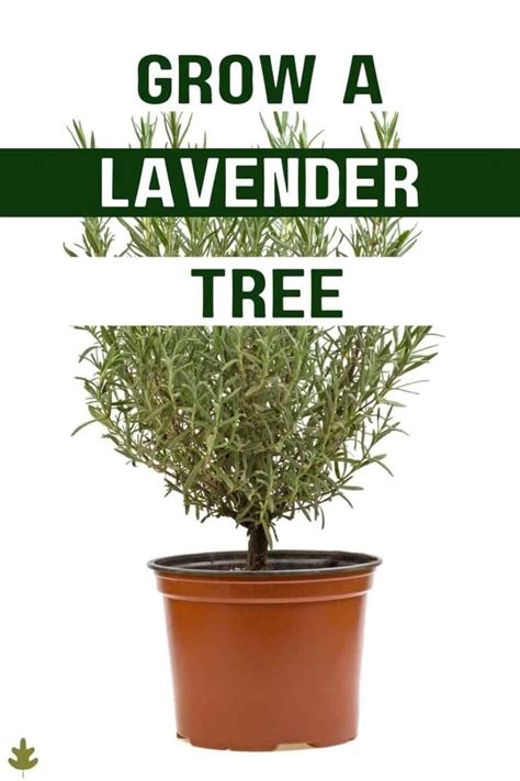 A Potted Plant With The Words Grow A Lavender Tree