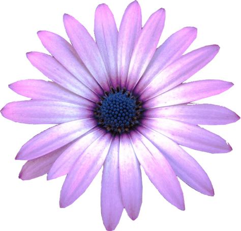 Purple Daisy Flower Clipart 10cm Flickr Photo Sharing