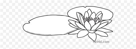 Water Lily Flower Plant Monet Tate Partnership May 2019 Ks1 Water