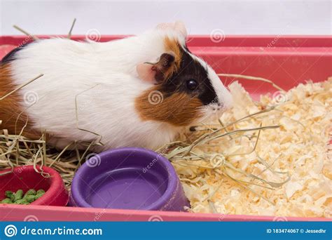 Cute Guinea Pig In Your Home With Lots Of Food Water And Hay Isolated