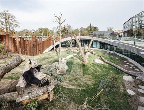 Panda Anlage Von Big Im Zoo Kopenhagen Zwei Bären Im Kreisrund