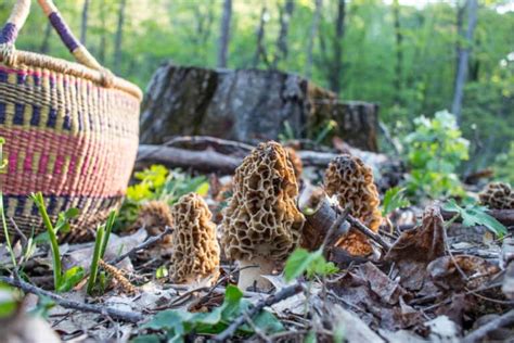 Morel Mushrooms Identification Varieties Harvesting And Cooking