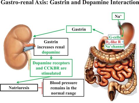 Gastrorenal Axis Hypertension