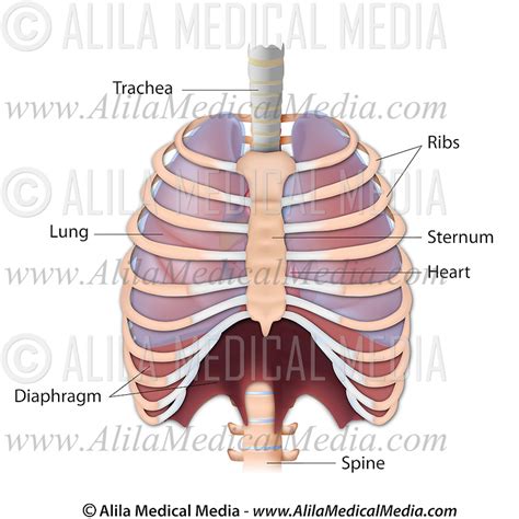 The intercostals (external, internal and innermost), subcostales, and transversus thoracis. The thorax anterior view, labeled. | Alila Medical Images