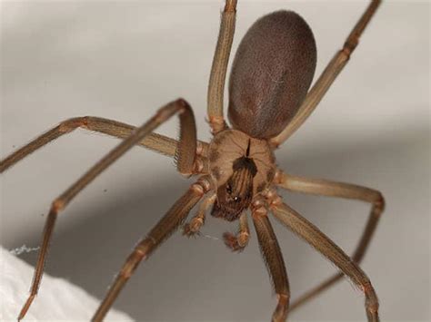 New Jerseys Guide To Brown Recluse Spiders Dangerous Spiders In Nj