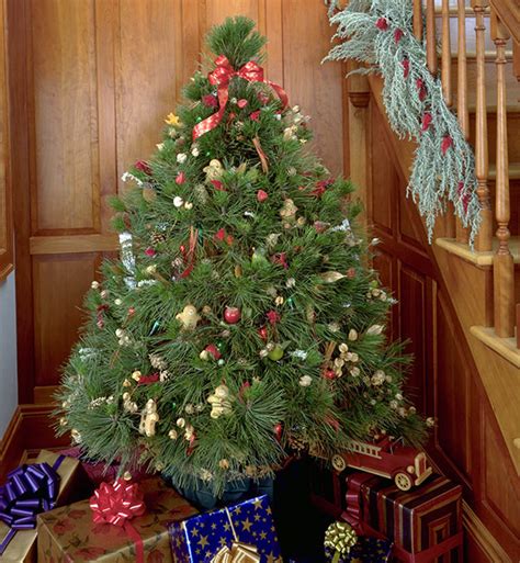 Live Christmas Tree Care Tips Garden Gate