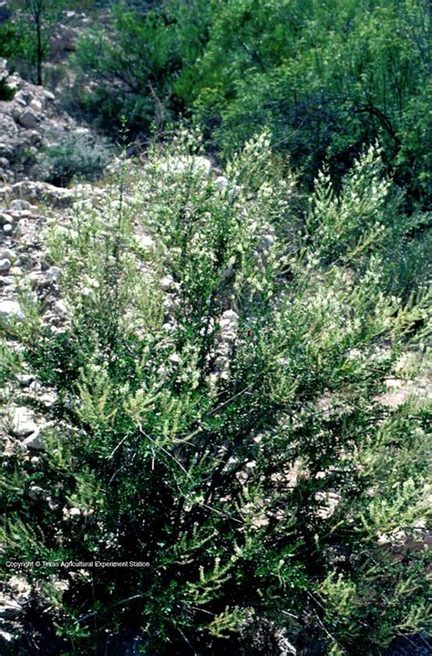 It's usually grown as a single tree, but in laurel heights and older neighborhoods you'll see it sculpted into hedgerows. Texas Native Plants Database