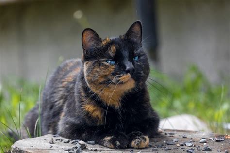 It is not a breed of cat. Calico and Tortoiseshell Cat Names | Happy Cat Corner