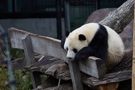 Sick Of Lockdown Panda Escapes Confinement In Copenhagen Zoo News24