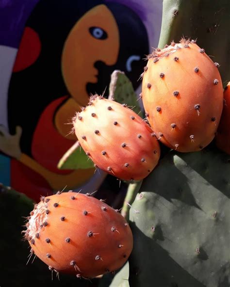 11 Edible Succulents To Excite Your Taste Buds Succulent City