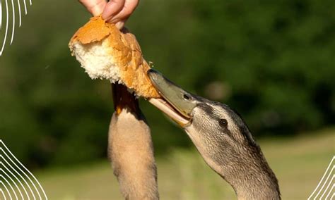Can You Feed Ducks Moldy Bread Or Stale Bread