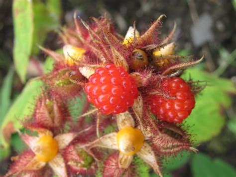 Japanese Wineberry Growing Food Berries Fruit