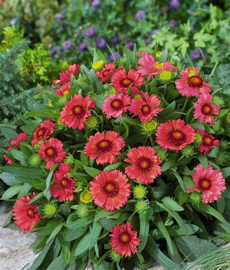 Gardeners who have limited space can maximize their plant palette by growing up—that is, using trellises, obelisks, arches, walls, fences, and various other supports for growing climbing plants. 215 best Landscape plants - WI Northwoods - Zones 3-4 ...