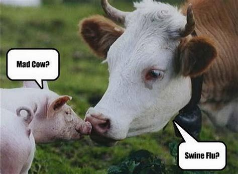 30 Very Funny Cow Meme Pictures And Images