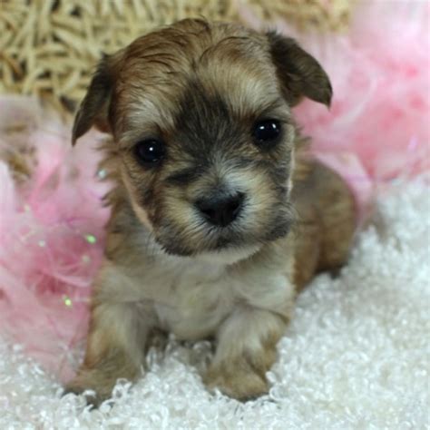 Morkies are adorable, fun, playful and feisty little fluffballs, they love playtime as much as cuddle time, they thrive on attention and they very much enjoy being spoiled. Morkie Puppies For Sale In Florida From Vetted Breeders
