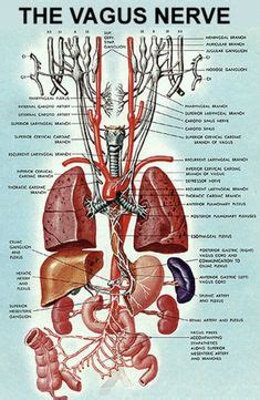 1000 female body organs diagram free vectors on ai, svg, eps or cdr. diagram of human body organs | Picture Of Body Organs | Medical | Human body organs, Human ...