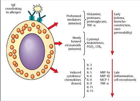 Figure 1 From Immunological Basis Of Food Allergy Ige Mediated Non