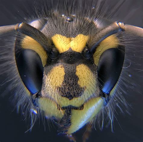 Four Months Ago I Posted Another Wasp Head In This Sub My Microscopy