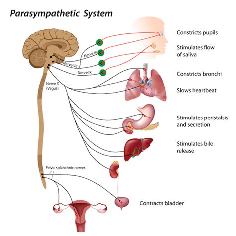 The sympathetic nervous system, also part of the autonomic nervous system, originates in the spinal cord sphincter relaxation. Calming a Wigged Out Autonomic Nervous System Using the ...