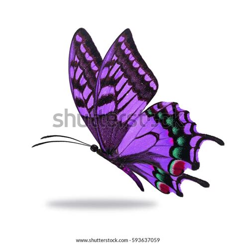 Beautiful Purple Butterfly Flying Isolated On Stock Photo 593637059