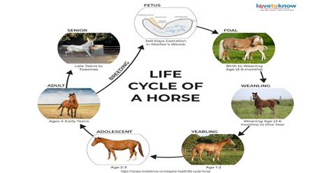 Life Cycle Of A Horselife Cycle Of A Horse Keywords Life Cycle Of A