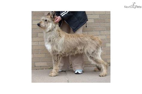 With thousands of berger picard puppies for sale and hundreds of berger picard dog breeders, you're sure to find the perfect berger picard puppy. Puppies for Sale from Eclipse Kennels - Member since ...