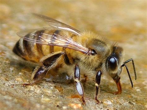Rasy Pszczół I Linie Hodowlane Windowbee™