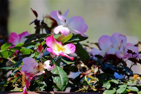 Wild Rose Bush Pink Free Photo On Pixabay Pixabay