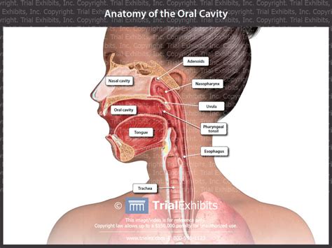 Anatomy Of The Oral Cavity Trialexhibits Inc