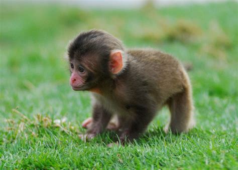 Snow Monkey Babies Born At Highland Wildlife Park In Scotland Photos
