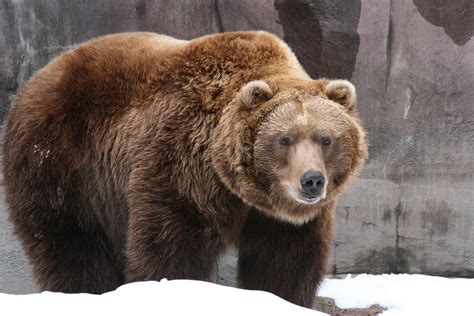 Grizzly Bear Hd Wallpaper Wallpapersafari