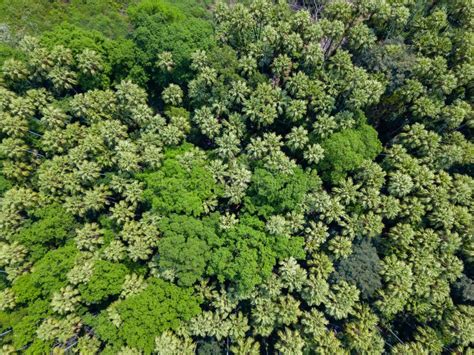 Aerial Top View Forest Tree Texture Of Green Tree Forest View From