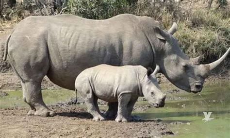 Nace Cría Hembra De Rinoceronte Blanco En San Diego Zoo Veraz Informa