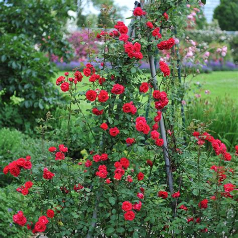 Blaze Improved Climbing Roses For Sale