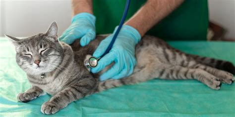 Hartwormziekte Bij Katten Oorzaken Symptomen En Behandeling