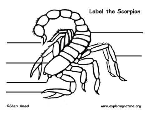 Scorpion Labeling Page