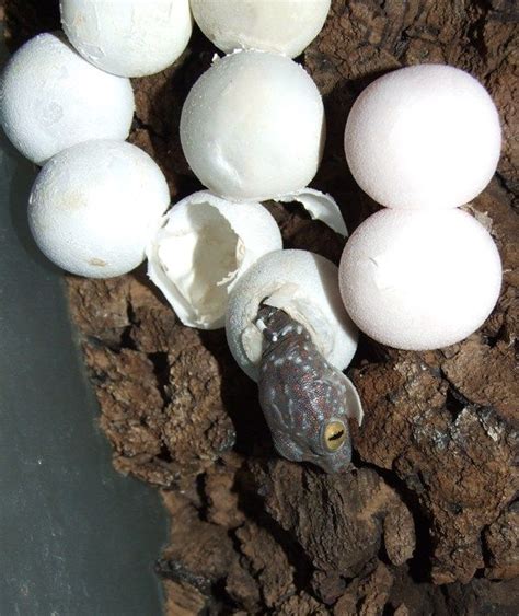 House Gecko Eggs Hatching Housejulllg