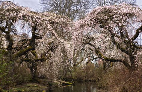 Westmoreland Park Cherry Trees 2023 Westmoreland Park Na Flickr