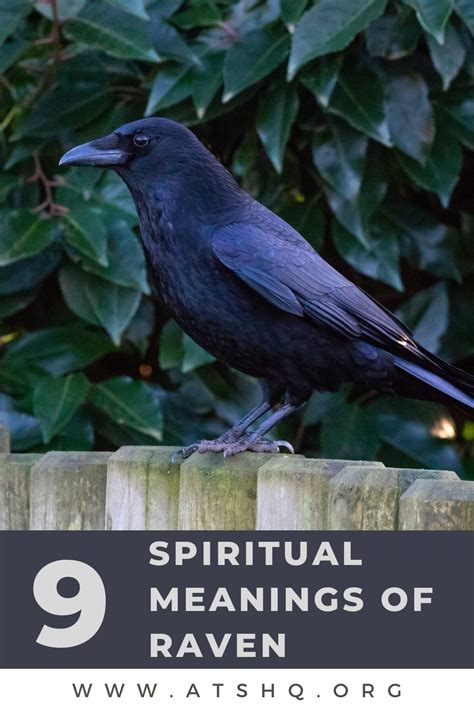 Raven Symbolism 9 Spiritual Meanings Of Raven