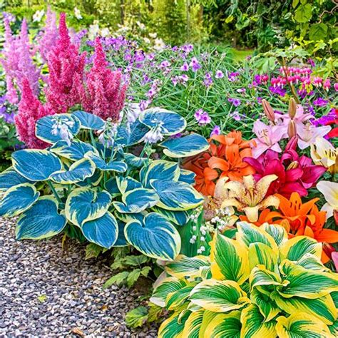 Astrantias are superb perennials for growing in shade beneath under trees or in a moist border. Shade Garden Kit | Shade garden plants, Shade perennials ...
