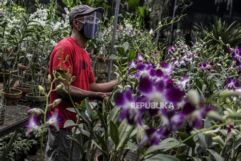 Tanaman Hias Jadi Buruan Warga