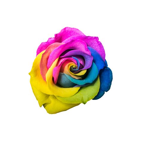 Rainbow Rose Png Images Transparent Hd Photo Clipart