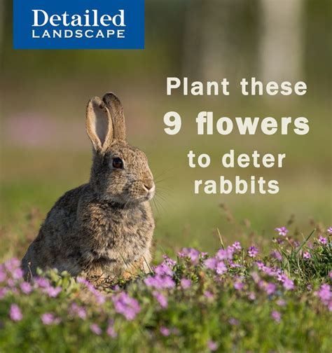plant these flowers to deter rabbits / rabbits and bunnies garden