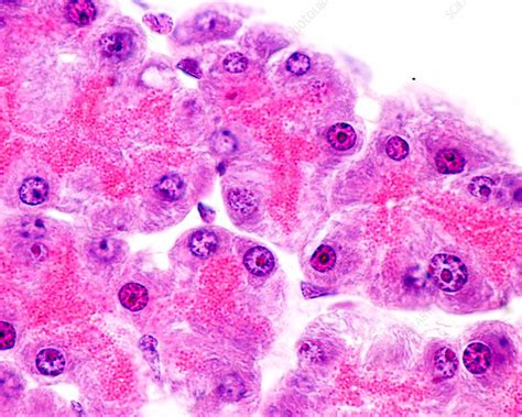 Pancreatic Serous Acini Light Micrograph Stock Image C0361228