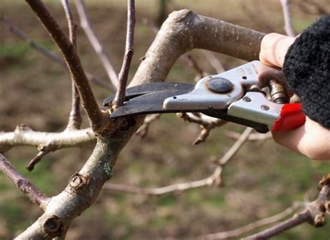 A Beginners Guide To Pruning Fruit Trees Organic Authority