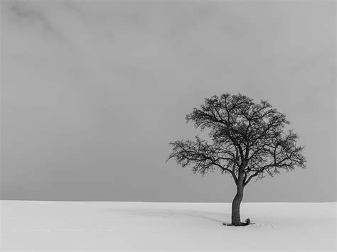 Lonely Tree Monochrome Snow Nature Hd Wallpaper Peakpx