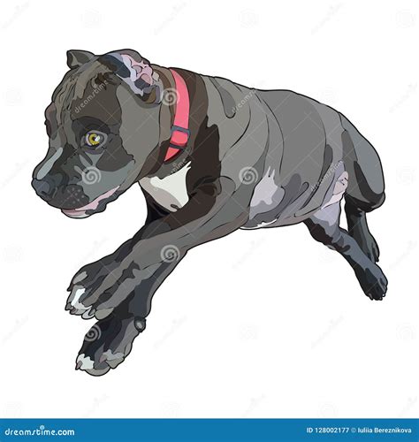 Puppy Pitbull Vector Illustration Stock Vector Illustration Of Puppy