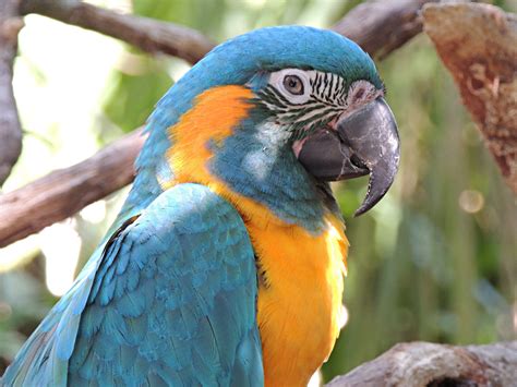 Macaw Blue Throated Macaw Info Photo 3