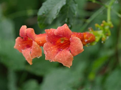 How To Grow And Care For Orange Jubilee Orange Bells