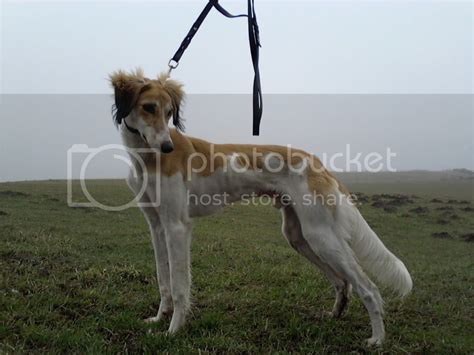 34 Saluki 14 Greyhound Pup Lurchers And Running Dogs The Hunting Life